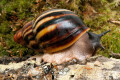 Archachatina marginata egregia Cameroon typ 1b (ssp 2) adult